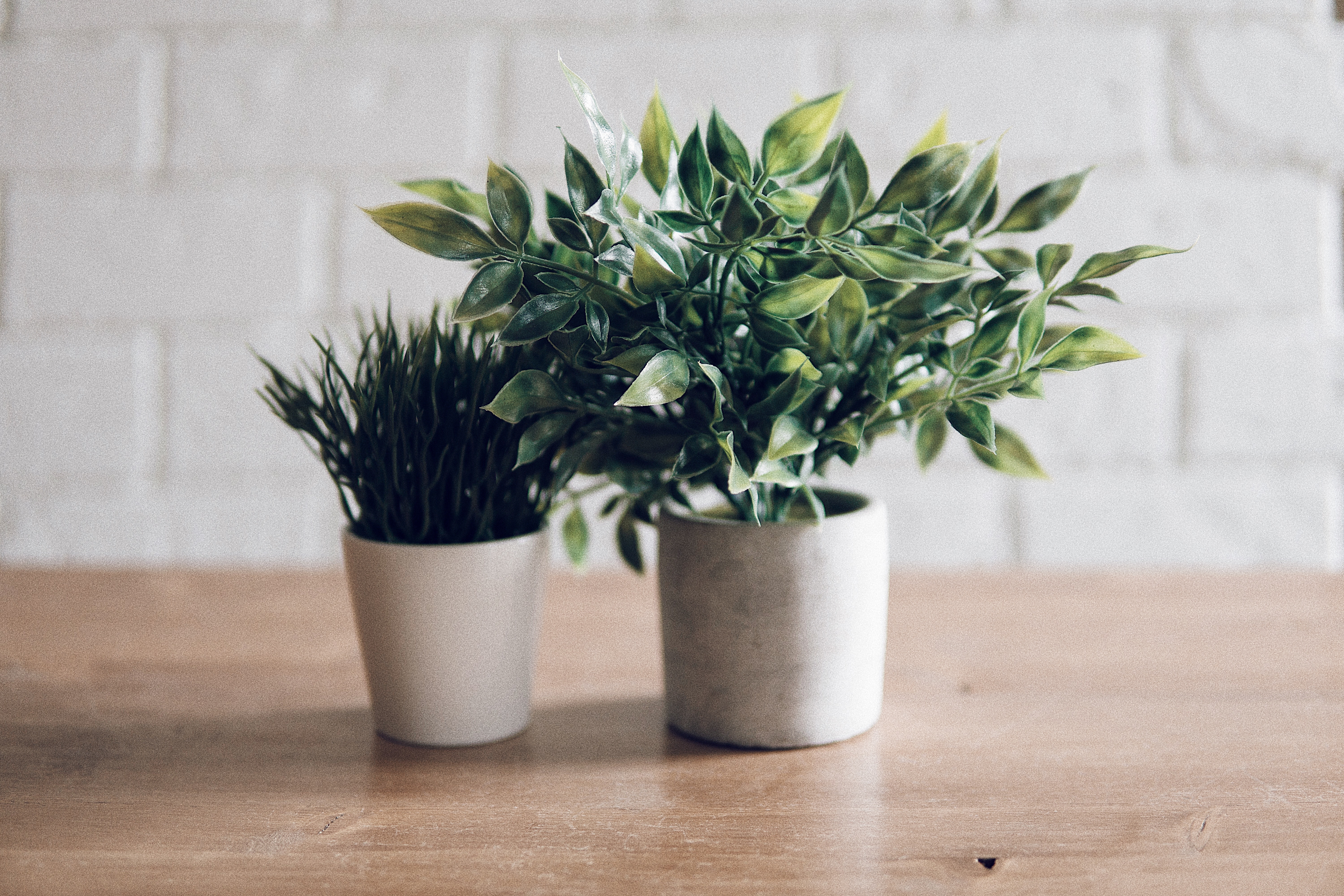 Como cuidar das plantas de casa no inverno