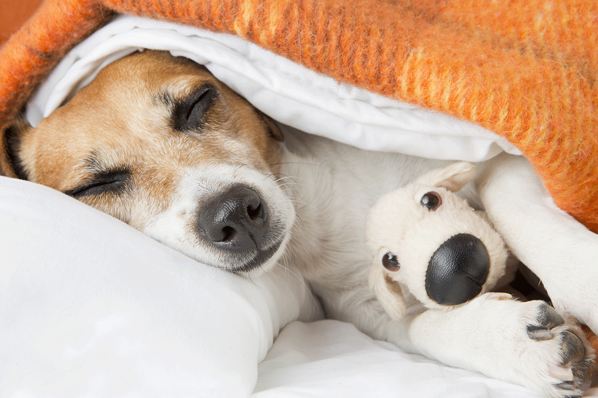 Dormir melhor de noite: saiba como com essas 5 dicas