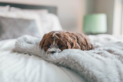Seu pet dorme na sua cama? Saiba como manter a higiene