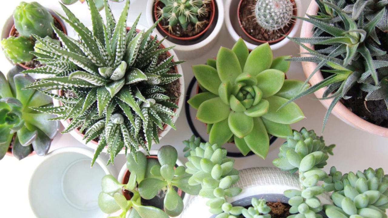 Plantas para ter em casa: confira quais as melhores!